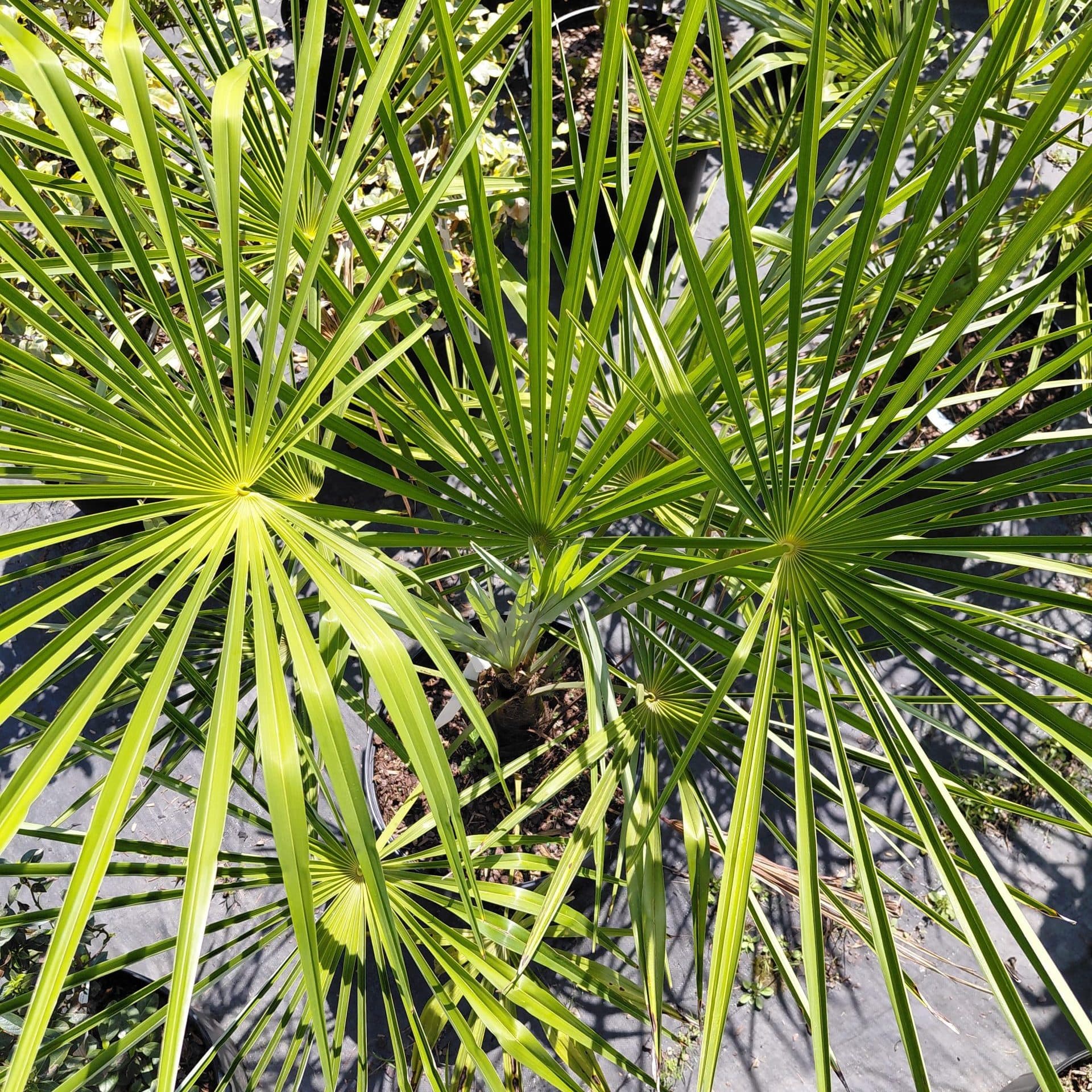 Trachycarpus fortunei (Windmill Palm)