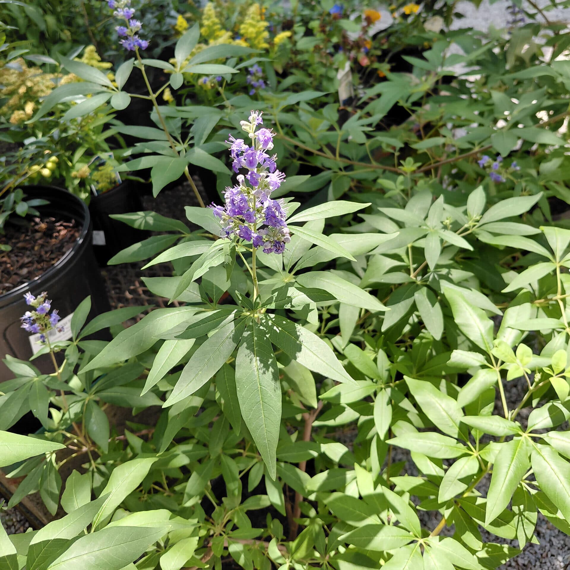 Vitex agnus-castus ‘Shoal Creek’ (Chaste Tree)