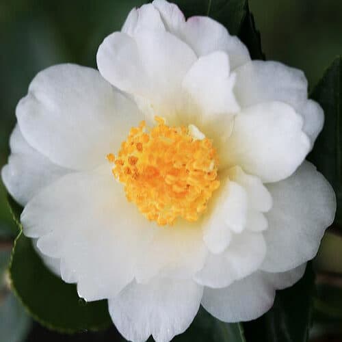 Camellia x ‘Winter’s Cupid’