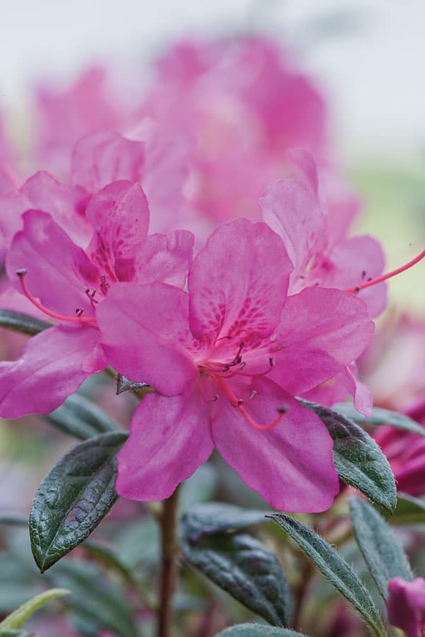 Azalea ‘Conlee’ Encore® Autumn Amethyst®