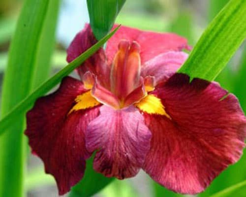 Iris louisiana ‘Ann Chowning’ - thumbnail 2