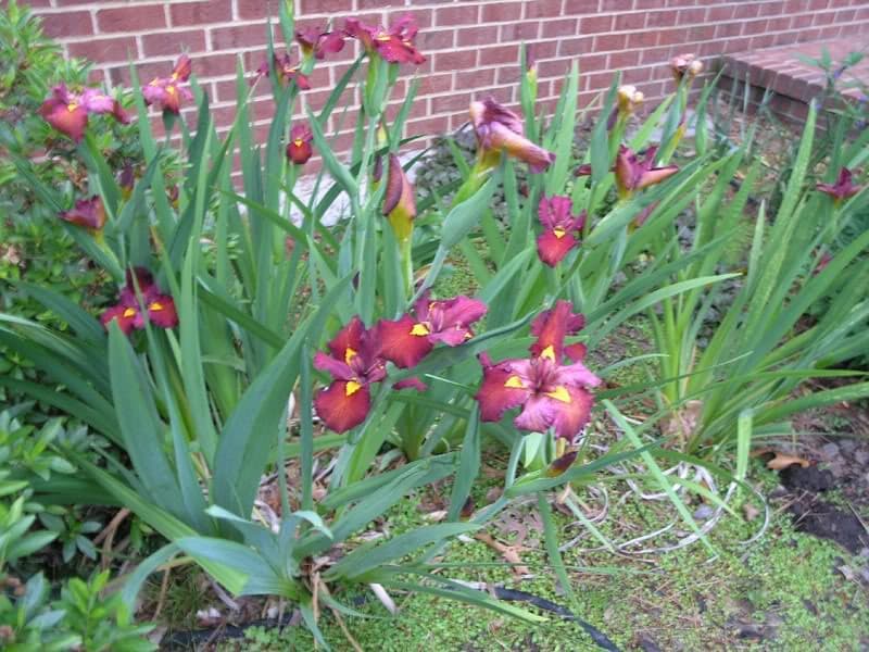 Iris louisiana ‘Ann Chowning’