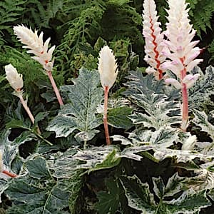 Acanthus mollis ‘Whitewater’ (Bear’s Breeches) - thumbnail 2