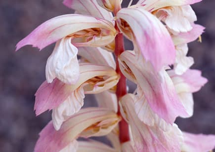 Acanthus mollis ‘Whitewater’ (Bear’s Breeches) - thumbnail 3