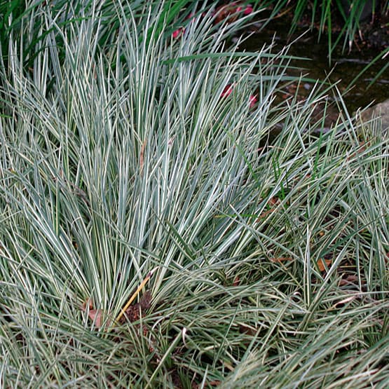 Acorus gramineus ‘Variegatus’ (Variegated Sweet Flag) - thumbnail 3