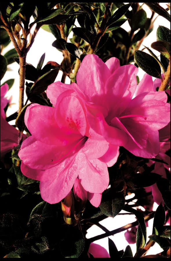 Azalea ‘Conles’ Encore® Autumn Empress™