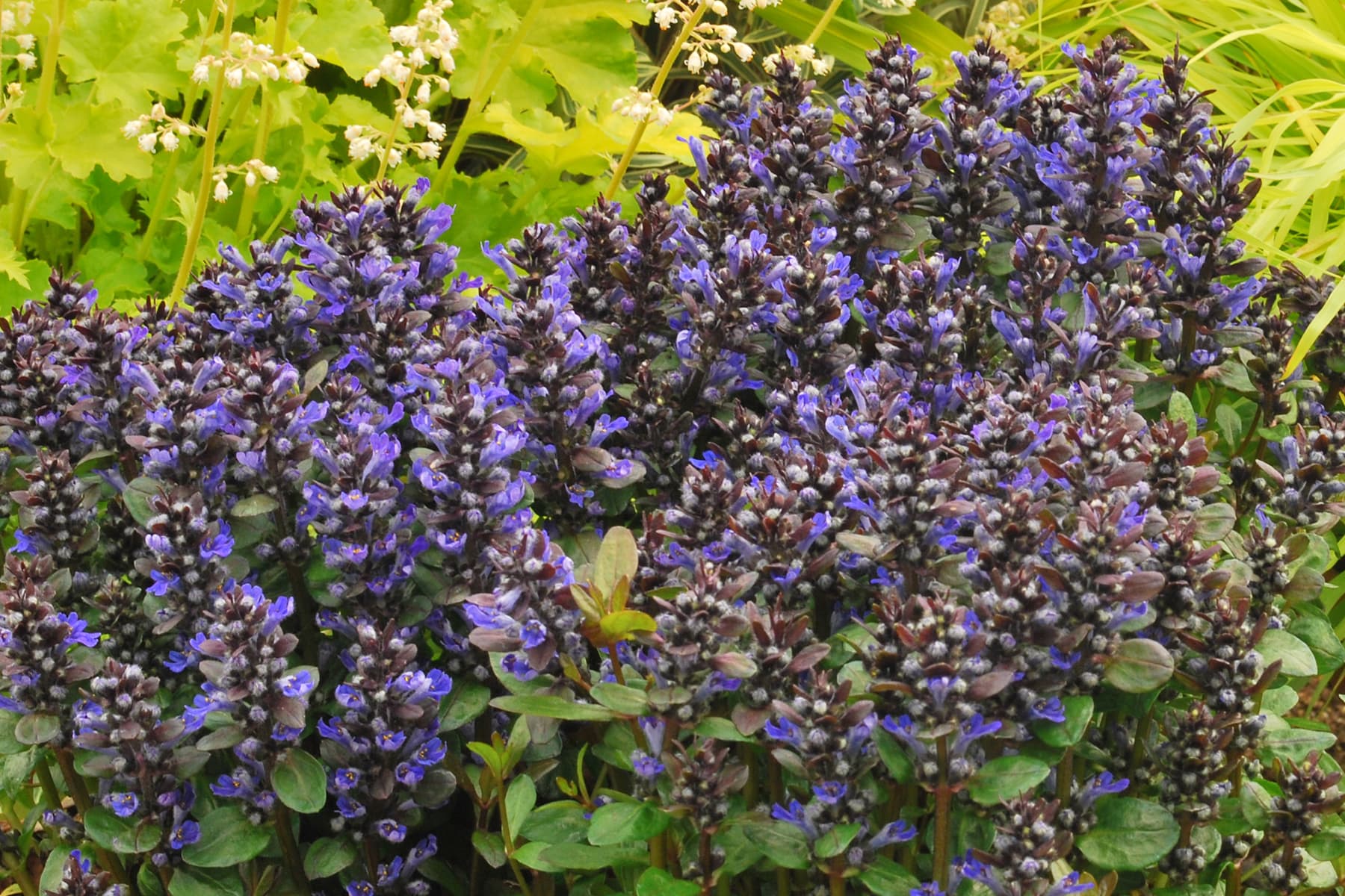 Ajuga reptans ‘Blueberry Muffin’ - thumbnail 3