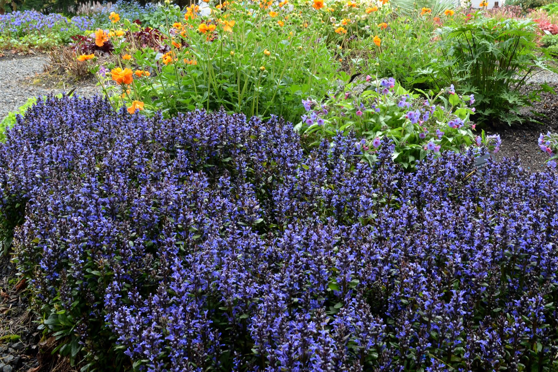Ajuga reptans ‘Blueberry Muffin’ - thumbnail 2