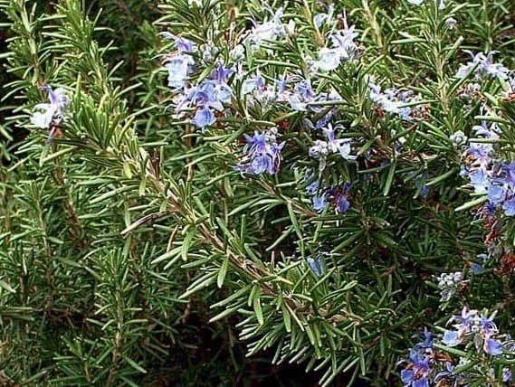 Salvia rosmarinus ‘Arp’