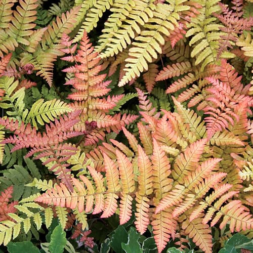 Dryopteris erythrosora ‘Brilliance’ (Autumn Fern) - thumbnail 2