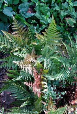 Dryopteris erythrosora ‘Brilliance’ (Autumn Fern) - thumbnail 3