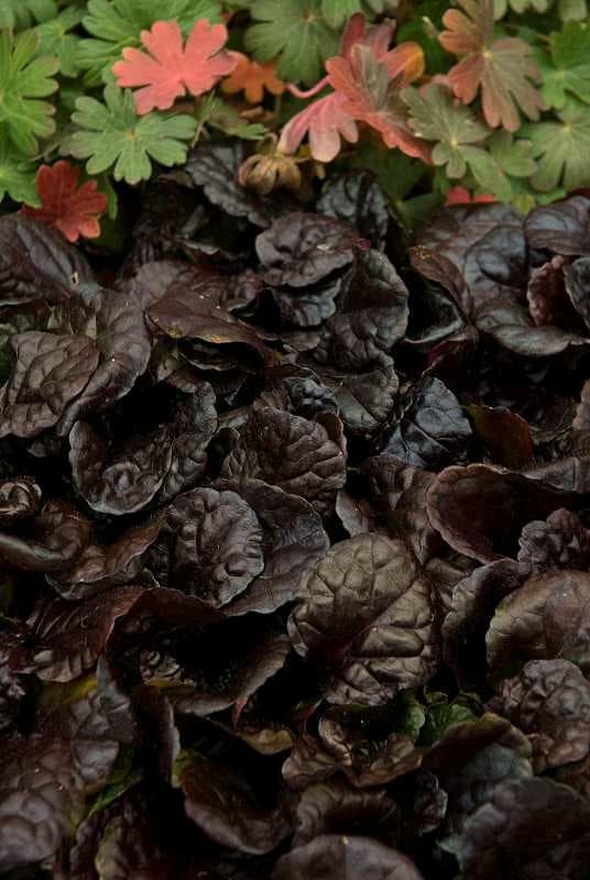 Ajuga reptans ‘Binblasca’ (Black Scallop) - thumbnail 3
