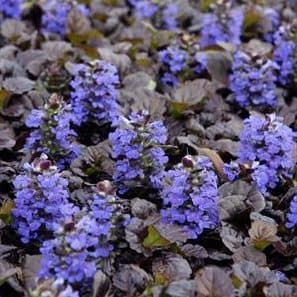 Ajuga reptans ‘Binblasca’ (Black Scallop) - thumbnail 2
