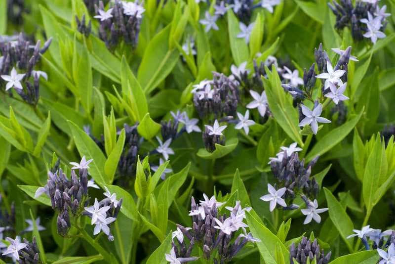Amsonia ‘Blue Ice’ - thumbnail 3