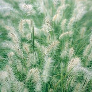 Pennisetum alopecuroides ‘Cassian’ (Fountain Grass) - thumbnail 2