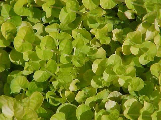 Lysimachia nummularia var. aurea (Creeping Jenny) - thumbnail 2