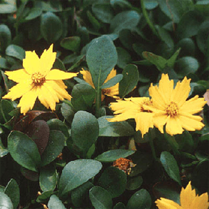 Coreopsis auriculata nana ‘Elfin Gold’ (Tickseed)