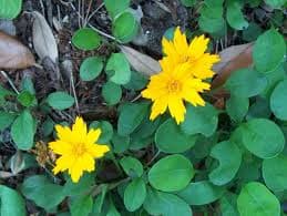 Coreopsis auriculata nana ‘Elfin Gold’ (Tickseed) - thumbnail 2