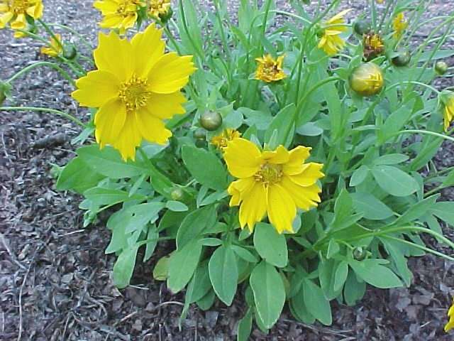 Coreopsis auriculata nana ‘Elfin Gold’ (Tickseed) - thumbnail 3
