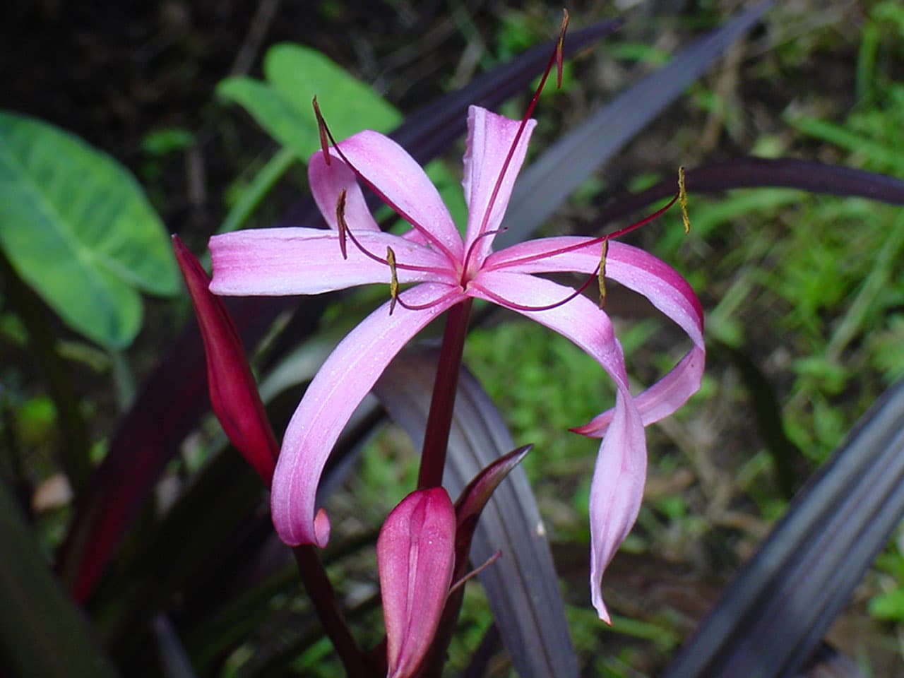 Crinum menehune - thumbnail 2