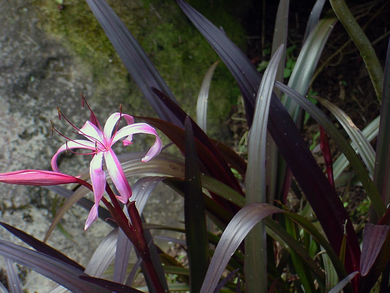 Crinum menehune