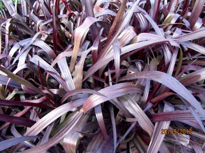 Crinum menehune - thumbnail 3