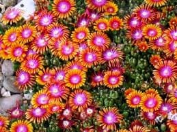 Delosperma ‘Fire Spinner’ (Ice Plant) - thumbnail 2