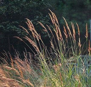 Sorghastrum nutans ‘Indian Steel’ (Indiangrass) - thumbnail 2
