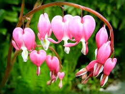 Dicentra spectabilis (Bleeding Hearts) - thumbnail 2