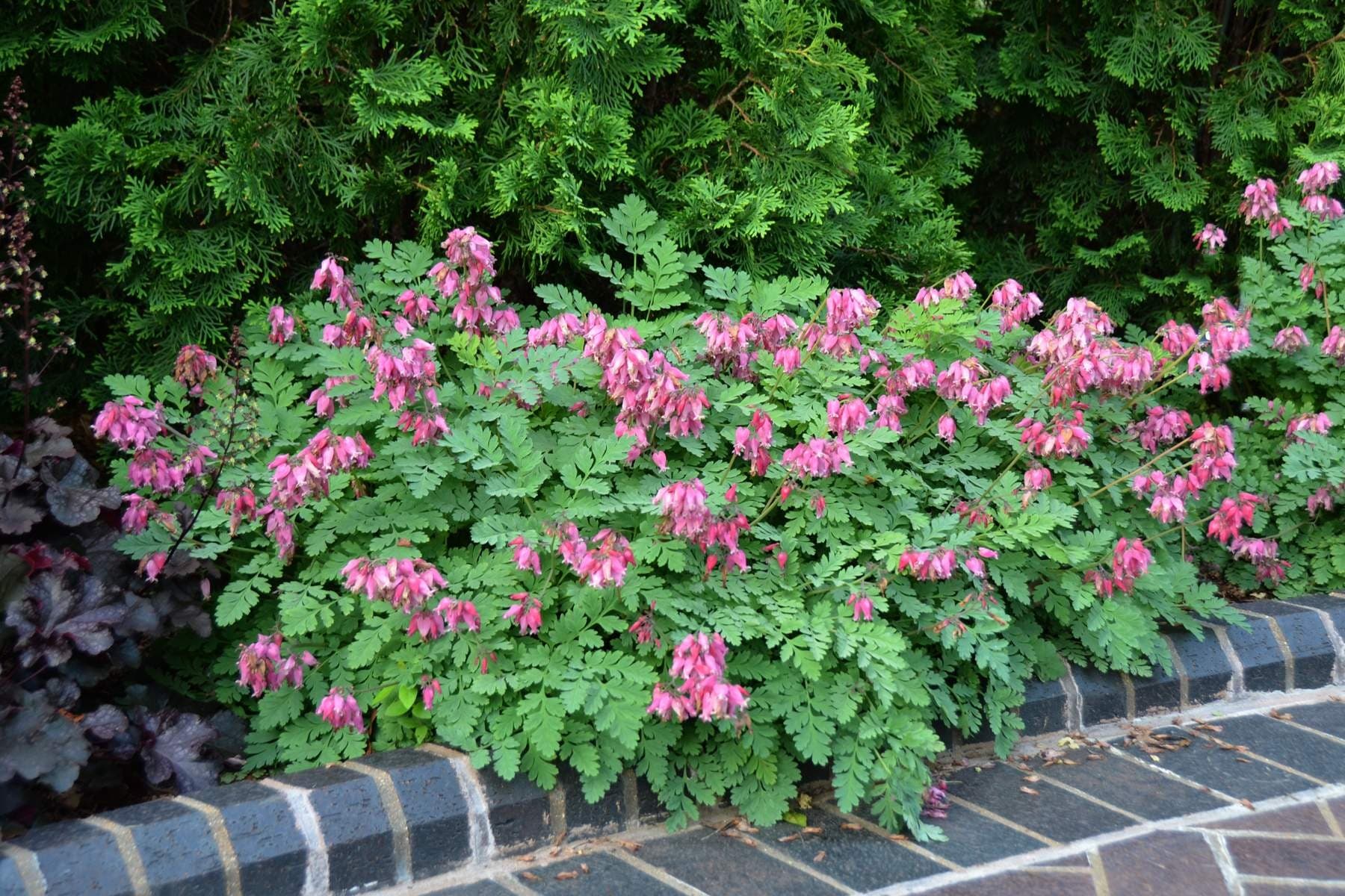 Dicentra formosa ‘Luxuriant’ (Pacific Bleeding Hearts) - thumbnail 3
