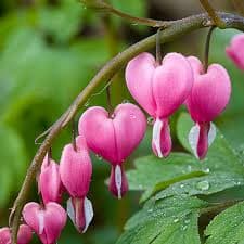 Dicentra spectabilis (Bleeding Hearts)