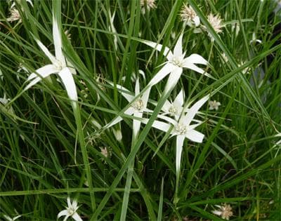 Dichromena colorata (Star Grass) - thumbnail 2