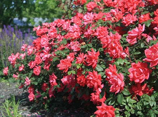 Rosa ‘Radtko’ (Double Knock Out®) - thumbnail 3