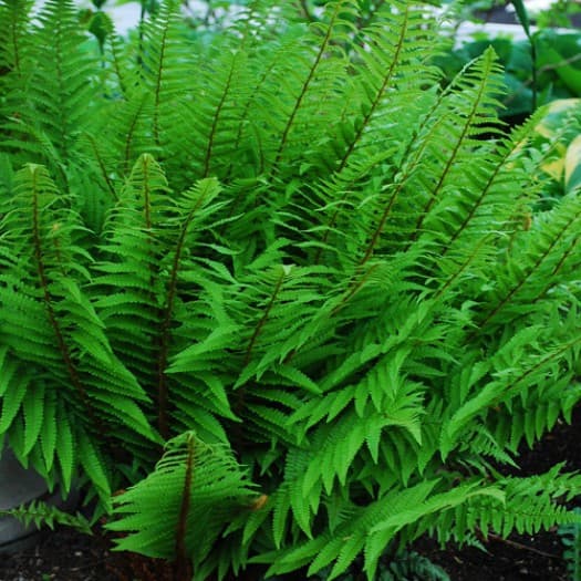 Dryopteris x australis (Dixie Wood Fern)