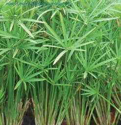 Cyperus alternifolius ‘Gracilis’