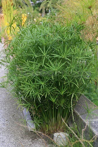 Cyperus alternifolius ‘Gracilis’ - thumbnail 3