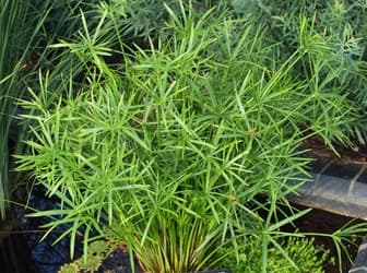 Cyperus alternifolius ‘Gracilis’ - thumbnail 2