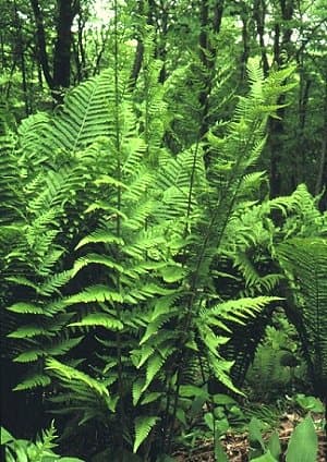 Dryopteris x australis (Dixie Wood Fern) - thumbnail 2