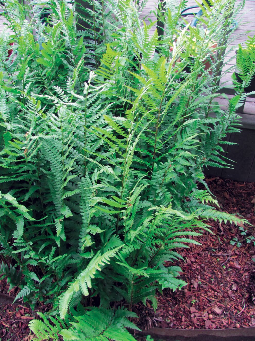 Dryopteris x australis (Dixie Wood Fern) - thumbnail 3