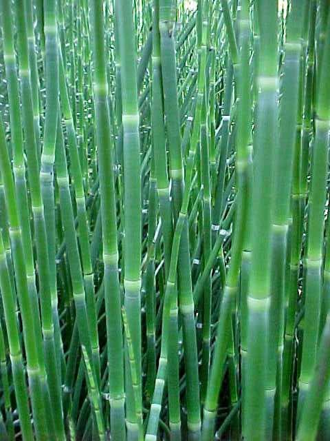Equisetum hyemale (Horsetail) - thumbnail 2