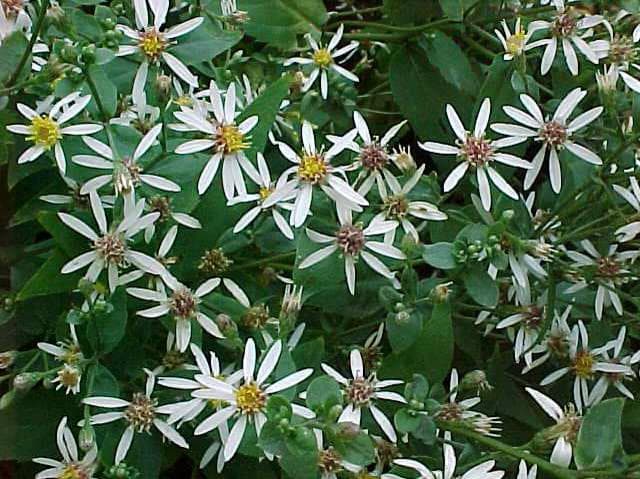 Aster divaricata (Eurybia divaricata)