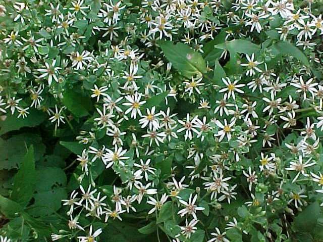 Aster divaricata (Eurybia divaricata) - thumbnail 2