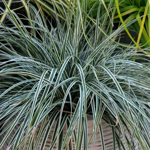 Carex oshimensis ‘Everest’ (Sedge) - thumbnail 2