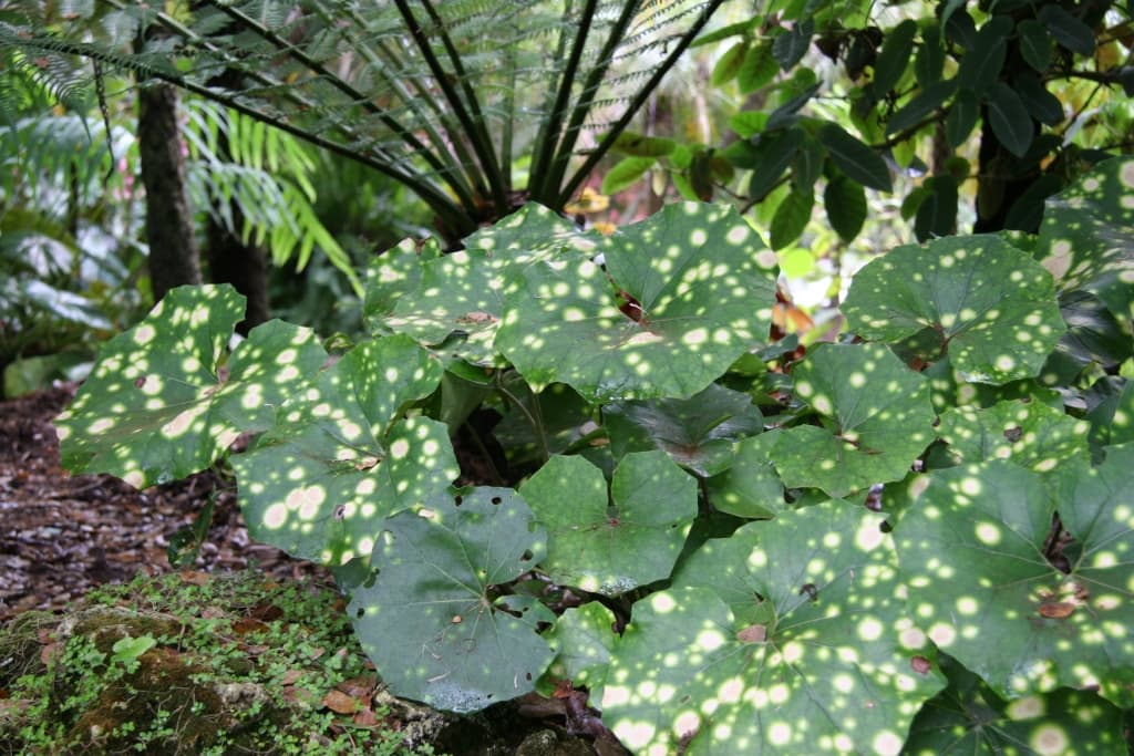 Farfugium japonicum  ‘Aureomaculatum’ (Spotted Leopard Plant) - thumbnail 2