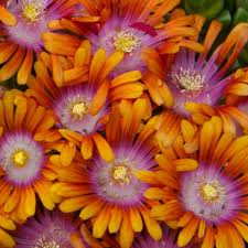 Delosperma ‘Fire Spinner’ (Ice Plant) - thumbnail 3