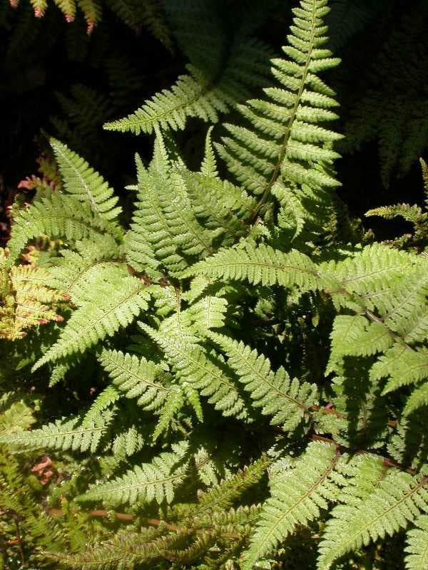 Athyrium ‘Ghost’ (Fern) - thumbnail 3