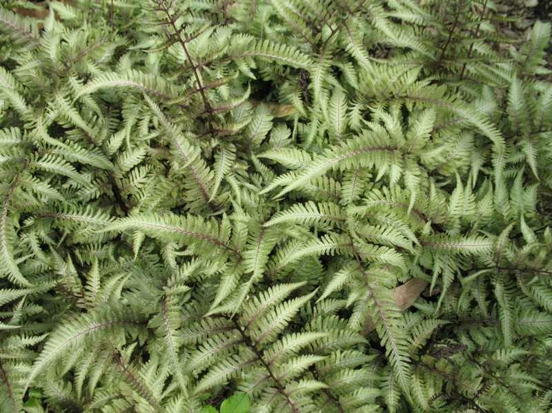 Athyrium ‘Ghost’ (Fern) - thumbnail 2