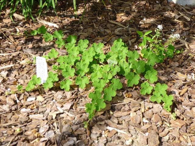 Rubus calycinoides (Creeping Raspberry) - thumbnail 3