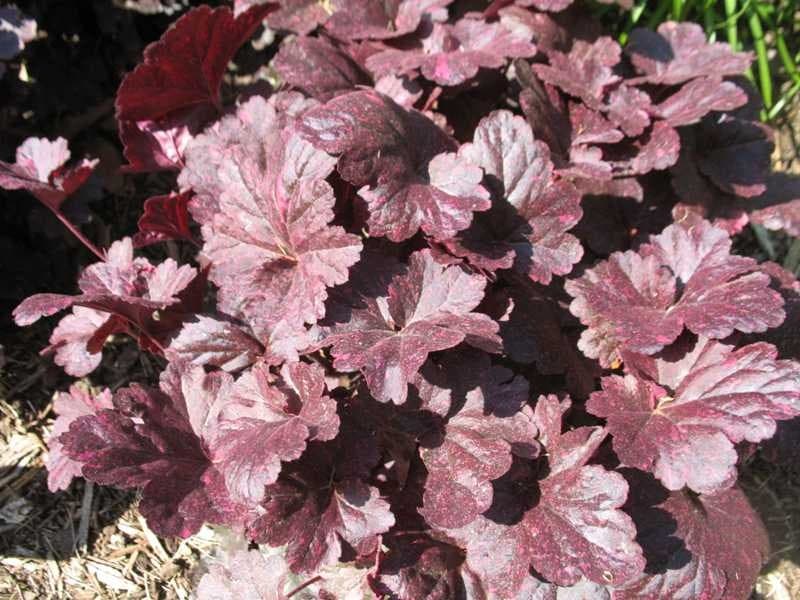 Heuchera ‘Midnight Rose’