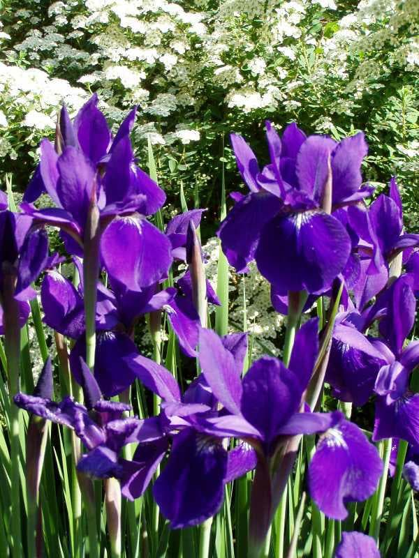 Iris sibirica ‘Caesar’s Brother’